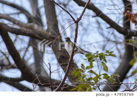 シロハラ シロハラ 47959769