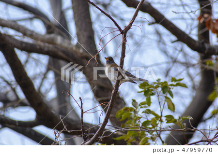 シロハラ 47959770