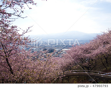 【神奈川県】松田町 河津桜 【神奈川県】松田町 河津桜 47960793