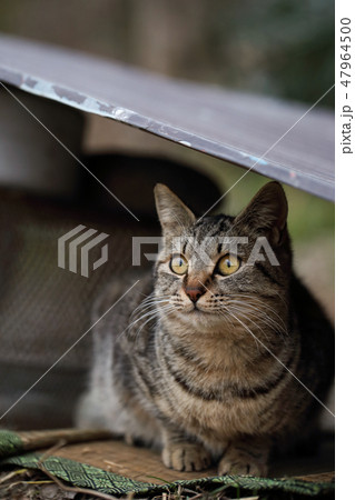 トタンの下で雨宿りする河原の猫 47964500
