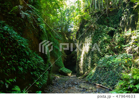 洞窟を抜けた先のシダ郡の世界 47964633