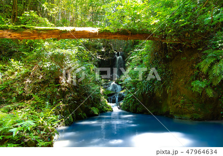 高知県伊尾木洞　シダ郡を抜けた先に、、 47964634