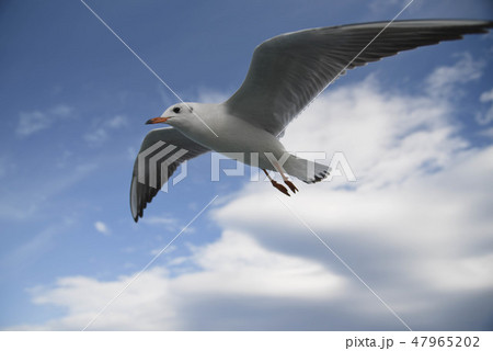 飛ぶカモメ 鳥 海鳥 47965202