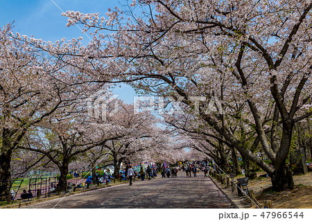 桜並木と観光客 万博記念公園の写真素材