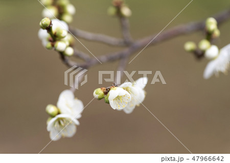 梅の花 梅の花 47966642