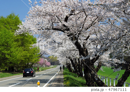 小春日和の小岩井農場 満開の桜 小春日和の小岩井農場 満開の桜 47967111