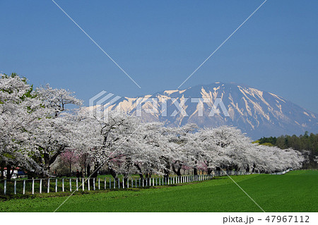 小春日和の小岩井農場　満開の桜 47967112