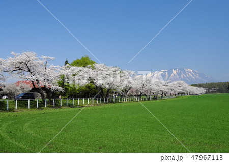 小春日和の小岩井農場 満開の桜 小春日和の小岩井農場 満開の桜 47967113