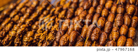 Grill and fried silkworm pupae on stick from Wangfujing street at Beijing, China BANNER, LONG FORMAT 47967168