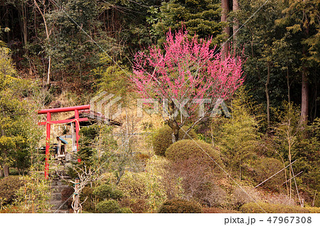 青梅線沿線に咲いていた紅梅 47967308