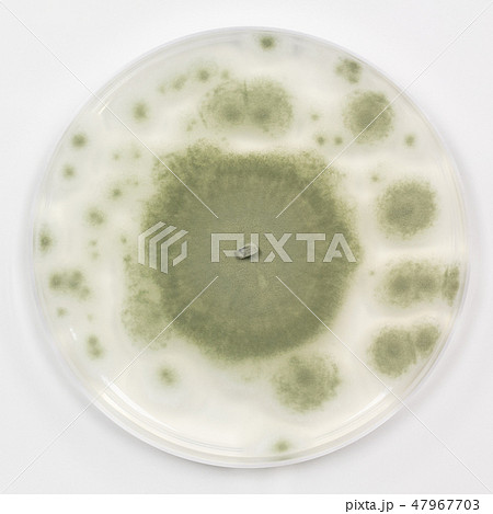 Penicillium digitatum ペニシリウム・ディ 緑カビ 　ミドリカビ　アオカビ 47967703