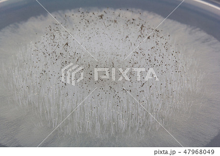 Mucor piriformis ムコール ケカビ 接合菌 2日培養 Mucor piriformis ムコール ケカビ 接合菌 2日培養 47968049