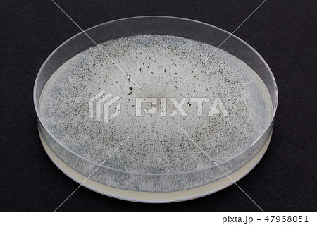 Mucor piriformis ムコール ケカビ 接合菌 3日培養 47968051