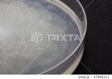 Rhizopus stolonifer クモノスカビ ライゾプス ケカビ 接合菌 2日培養 47968121