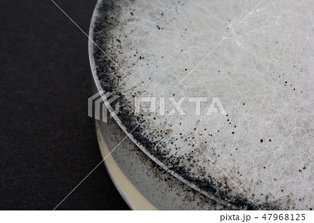 Rhizopus stolonifer クモノスカビ ライゾプス ケカビ 接合菌 3日培養 Rhizopus stolonifer クモノスカビ ライゾプス ケカビ 接合菌 3日培養 47968125