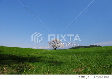 小春日和の小岩井農場 満開の桜と快晴の岩手山 小春日和の小岩井農場 満開の桜と快晴の岩手山 47968168