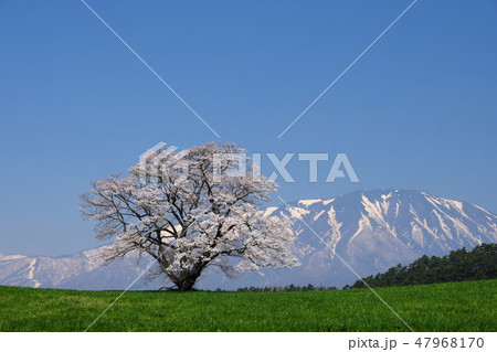 小春日和の小岩井農場 満開の桜と快晴の岩手山 小春日和の小岩井農場 満開の桜と快晴の岩手山 47968170