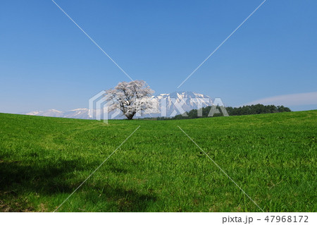 小春日和の小岩井農場 満開の桜と快晴の岩手山 小春日和の小岩井農場 満開の桜と快晴の岩手山 47968172