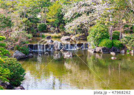 日本庭園の桜 日本庭園の桜 47968262