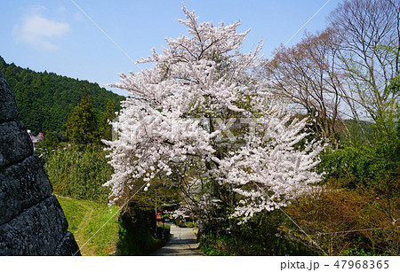 談山神社 桜 春の写真素材