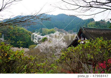 談山神社　桜　春 47968447