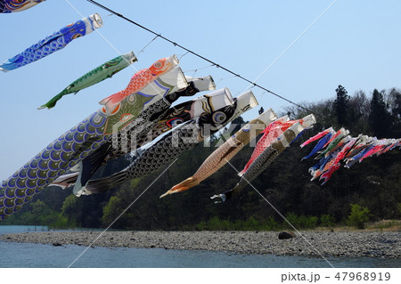 春の雫石川園地 鯉のぼり 春の雫石川園地 鯉のぼり 47968919