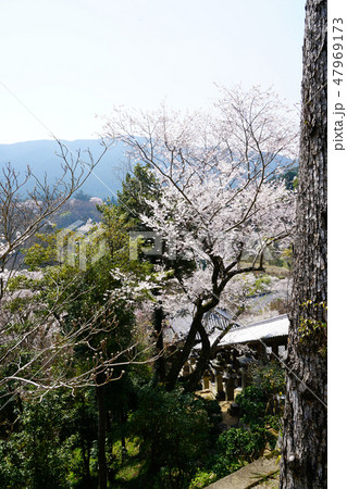 長谷寺　桜　春 47969173