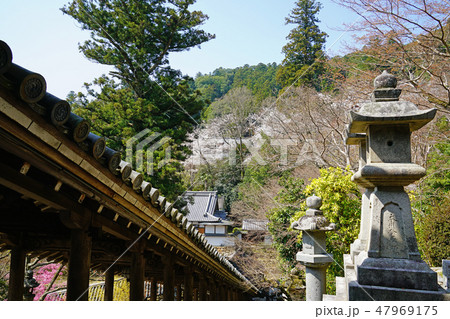 長谷寺　桜　春 47969175