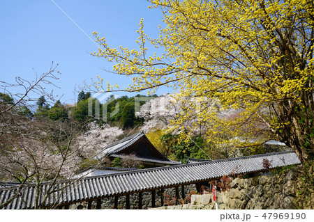 長谷寺　桜　春 47969190