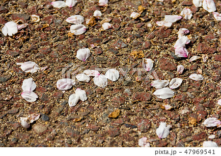 地面に散る桜の花びらの写真素材