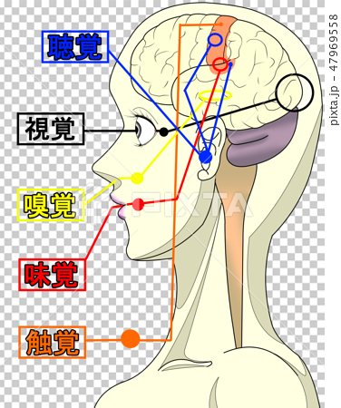 人間の五感と脳の関係図のイラスト素材