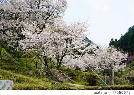 仏隆寺　桜　春 47969675