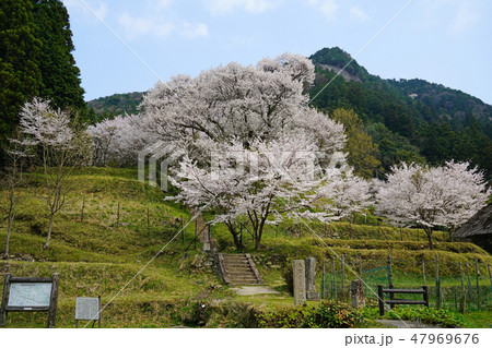 仏隆寺 桜 春 仏隆寺 桜 春 47969676
