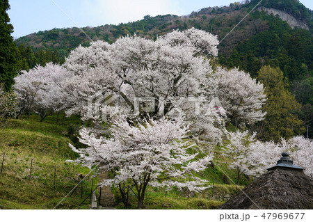 仏隆寺　桜　春 47969677