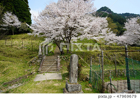 仏隆寺　桜　春 47969679