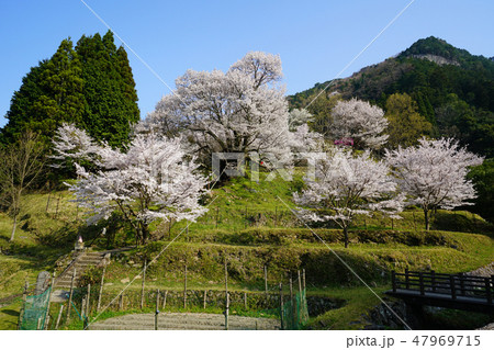 仏隆寺　桜　春 47969715
