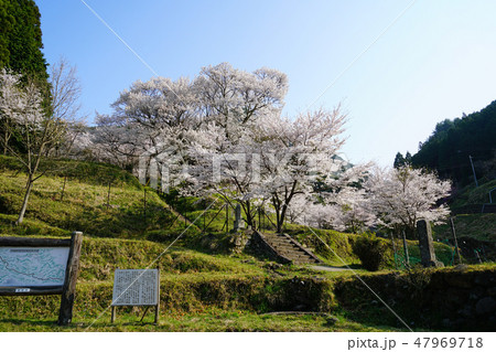 仏隆寺　桜　春 47969718