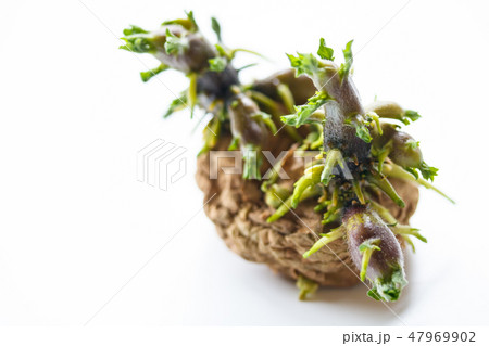 じゃがいもの世代交代 じゃがいもの世代交代 47969902