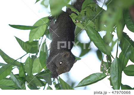 the squirrel on summer tree closeup 47970066
