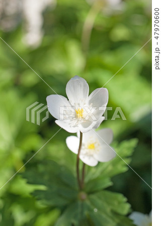 二輪草 ニリンソウ 学名 Anemone Flaccida の写真素材