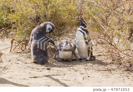 Penguin Penguin 47971052