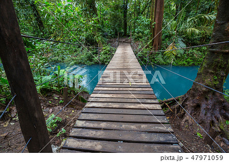 Jungle in Costa Rica Jungle in Costa Rica 47971059