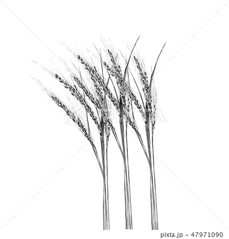 古代米 水墨画 モノトーン 古代米 水墨画 モノトーン 47971090