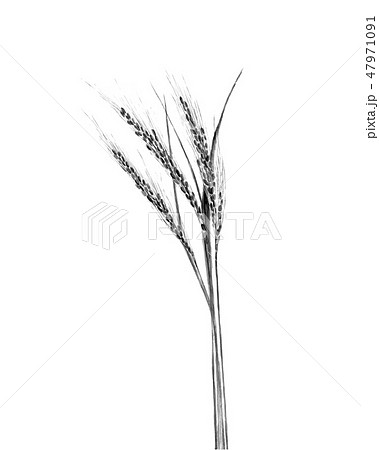 古代米 水墨画 モノトーン 47971091
