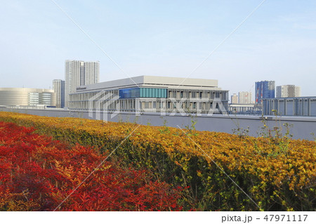 豊洲市場　水産仲卸売場棟　屋上緑化広場　　　 47971117