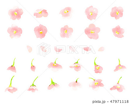 桜の花のイラストパーツのセット 47971118