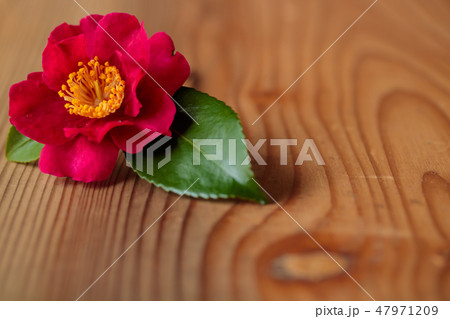 寒椿(立寒椿・勘次郎・歌枕) 寒椿(立寒椿・勘次郎・歌枕) 47971209