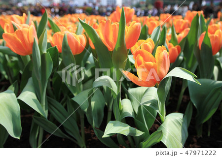 orange color Tulip in flower show 47971222