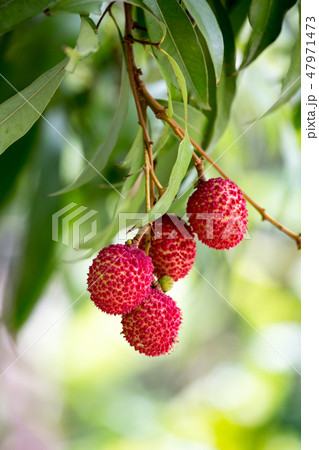 Lychee trees are fruiting Waiting for the harvest. 47971473