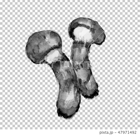 Matsutake Matsutake水墨畫單調 47971492